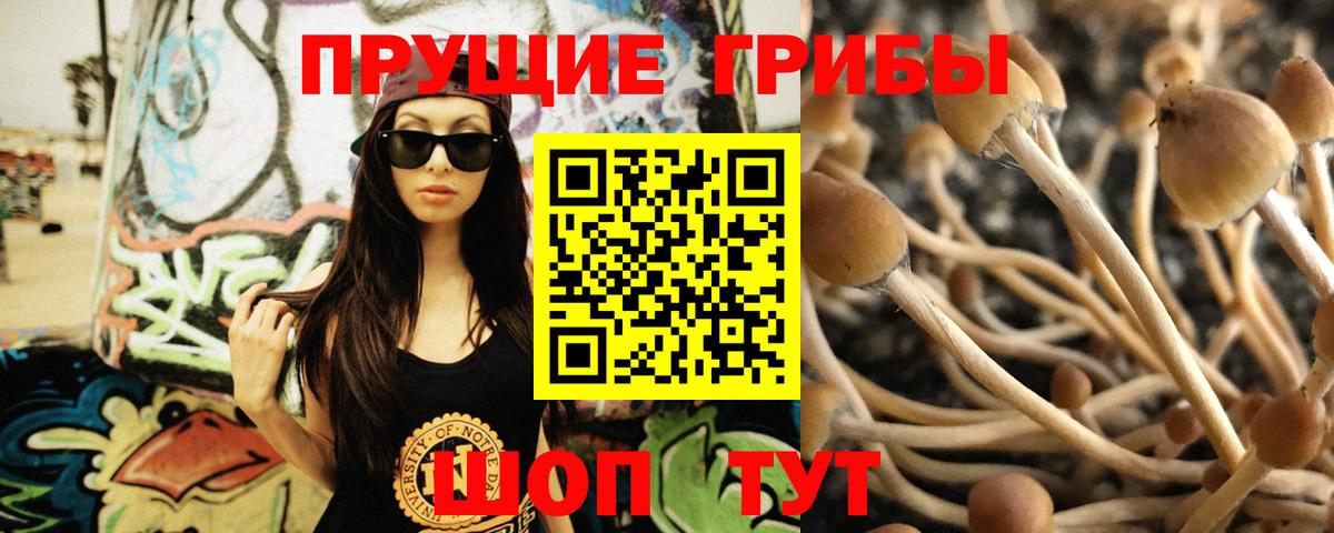 Галлюциногенные грибы Psilocybine cubensis Аргун